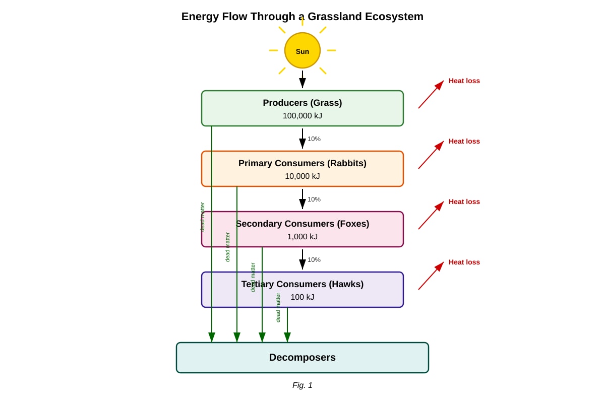Diagram for Q6 (ALEVEL Biology H1)