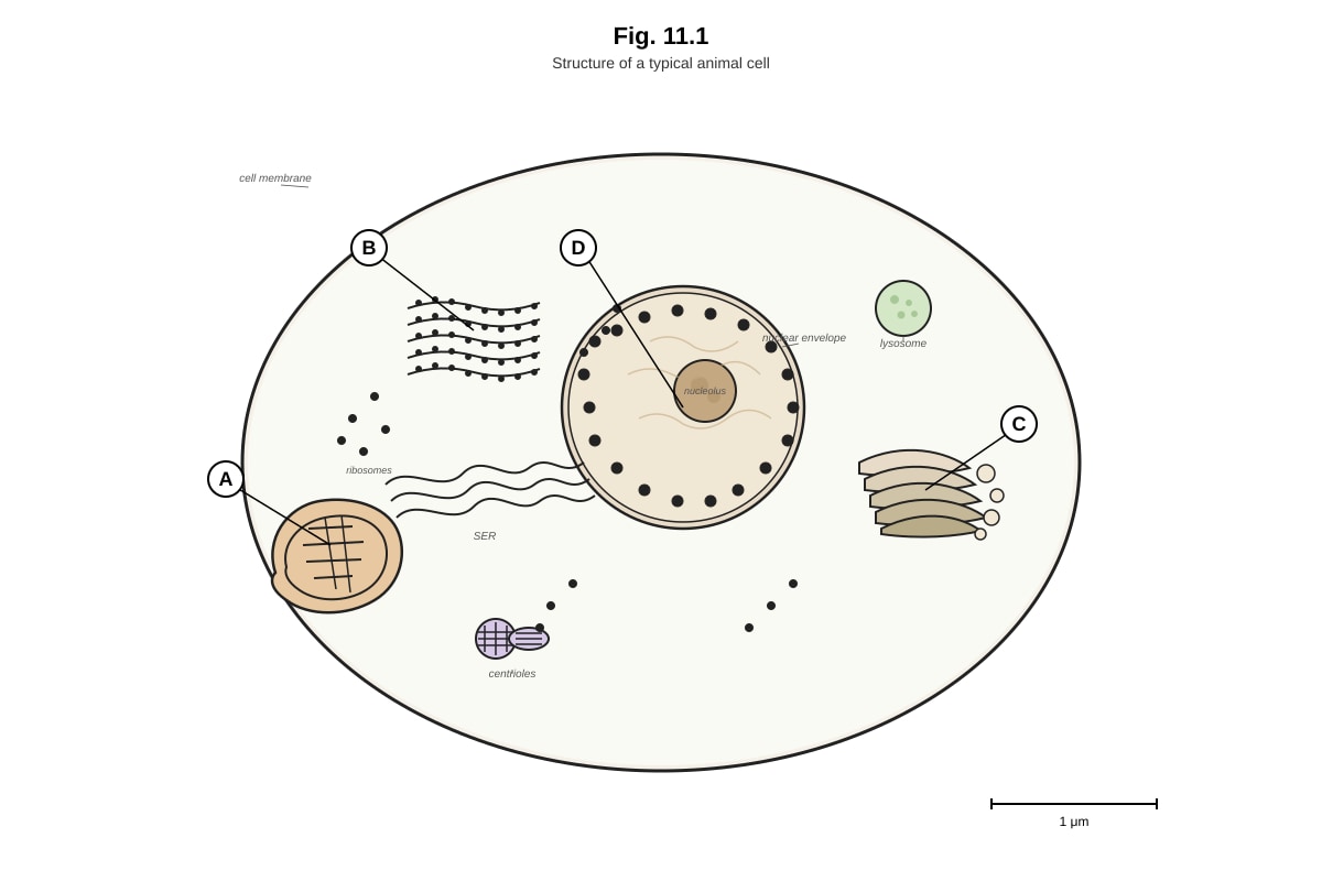 Diagram for Q11 (ALEVEL Biology H1)