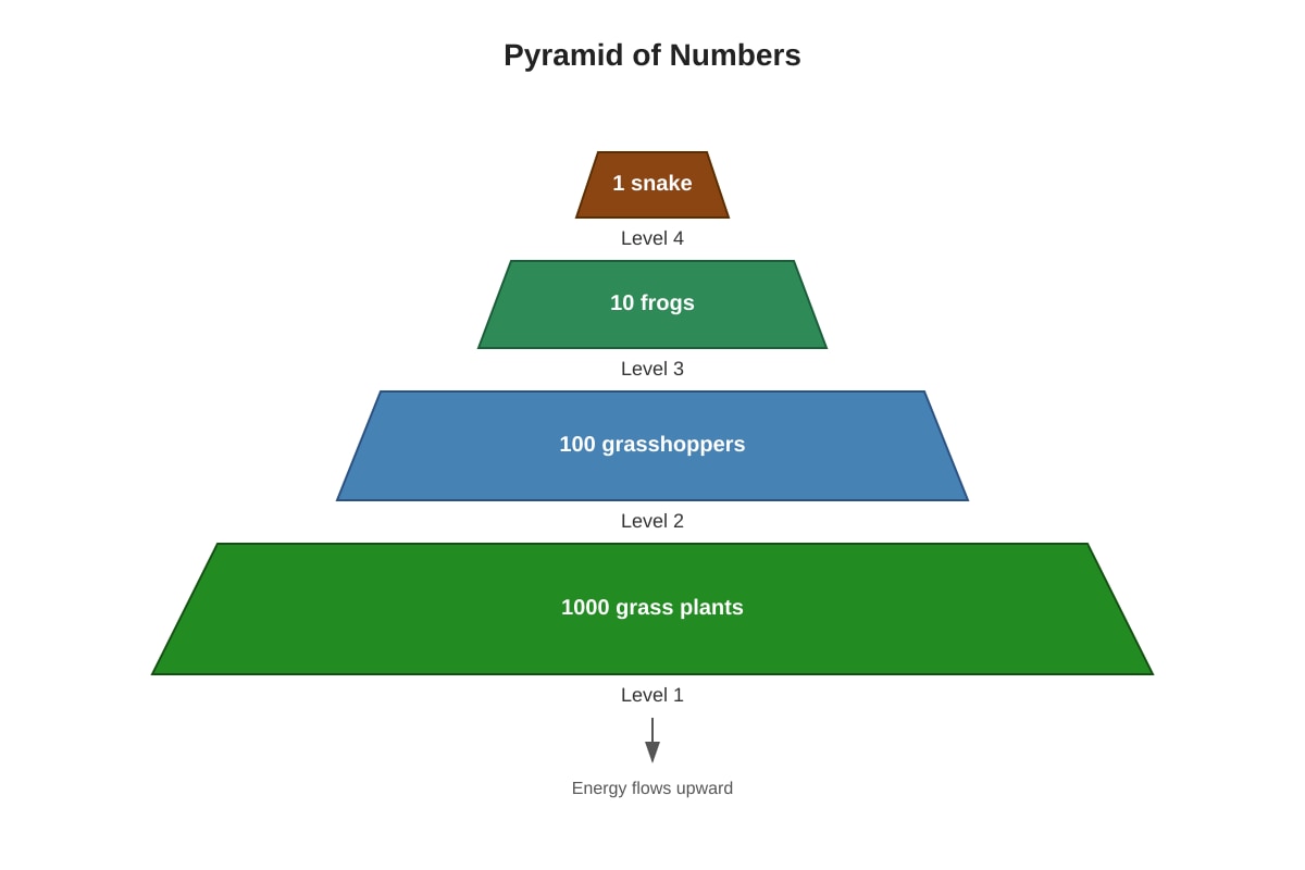 Diagram for Q12 (P6 Science)