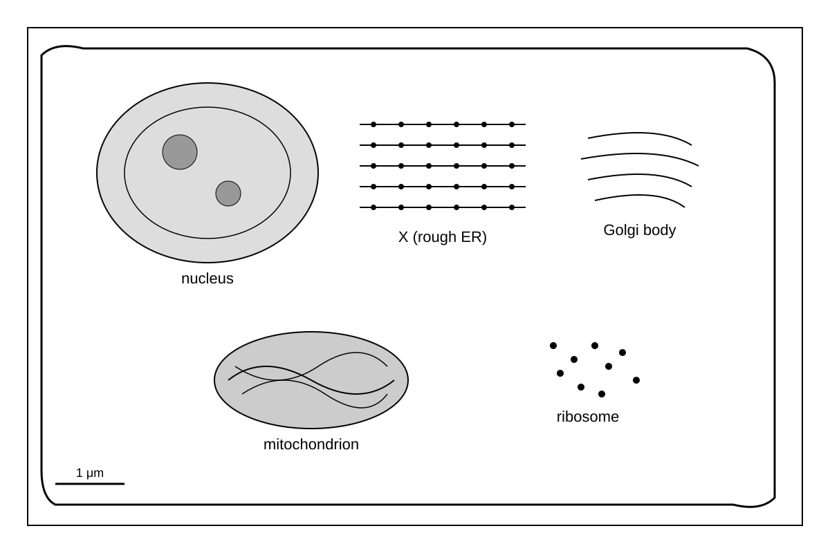 Experimental Setup for Q2 (ALEVEL Biology H1)