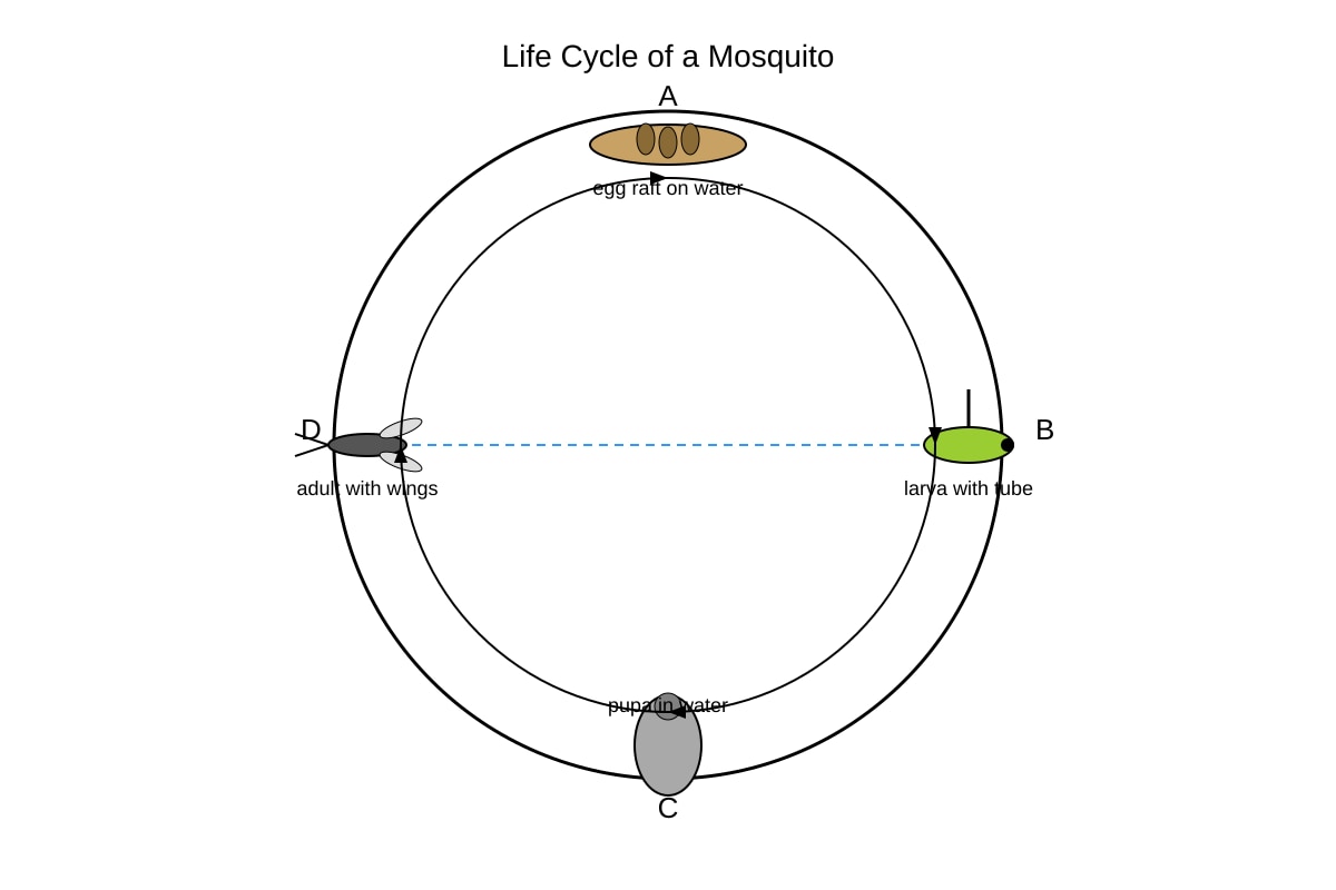 Diagram for Q13 (P4 Science)