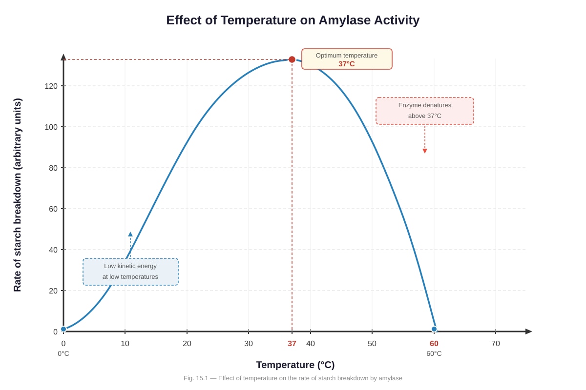 Graph for Q15 (SEC2 Science)