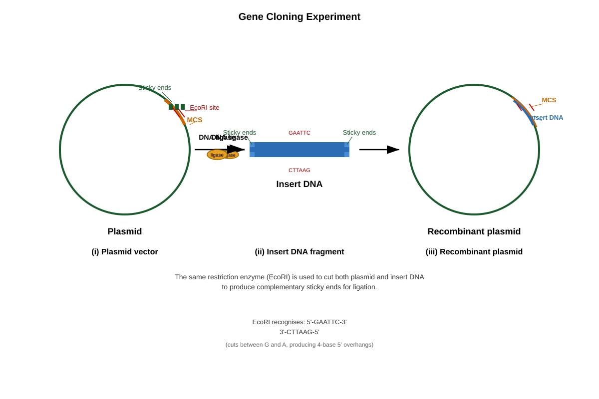 Diagram for Q19 (ALEVEL Biology H3)