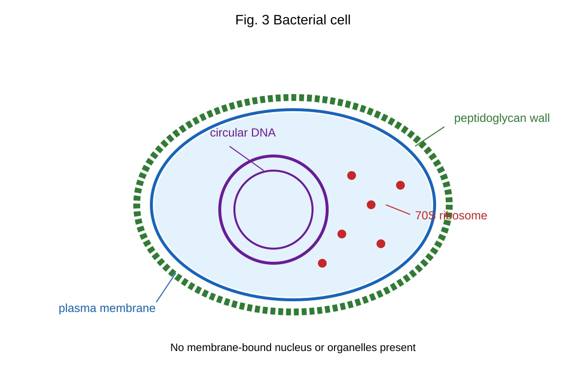 Figure for Q5 (ALEVEL Biology H1)