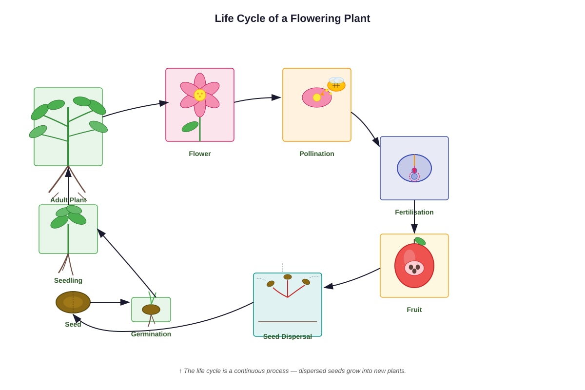 Diagram for Q5 (P6 Science)