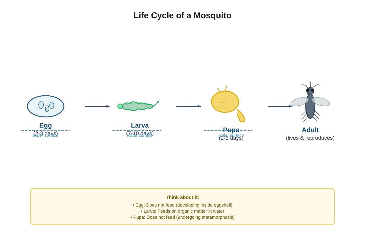 Diagram for Q6 (P6 Science)