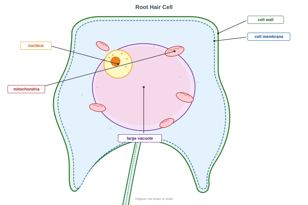 Diagram for Q38 (P6 Science)