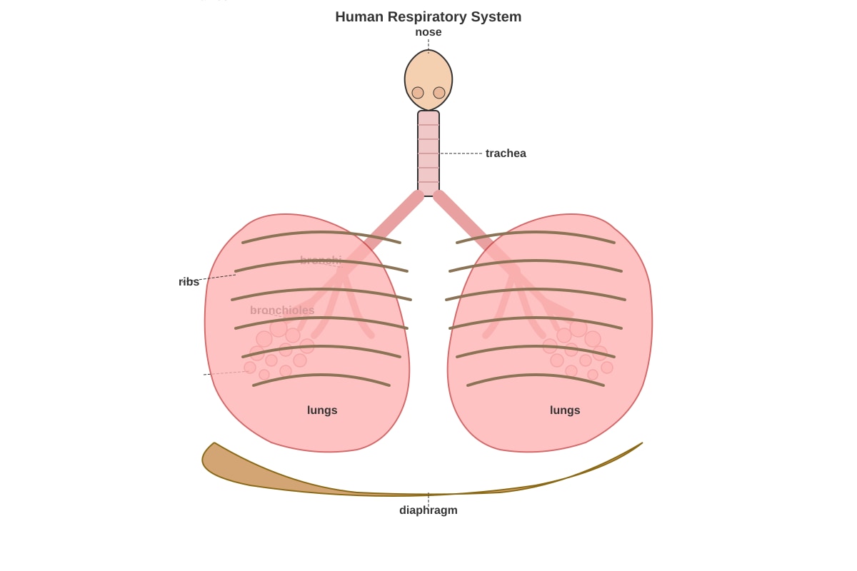 Diagram for Q27 (P6 Science)