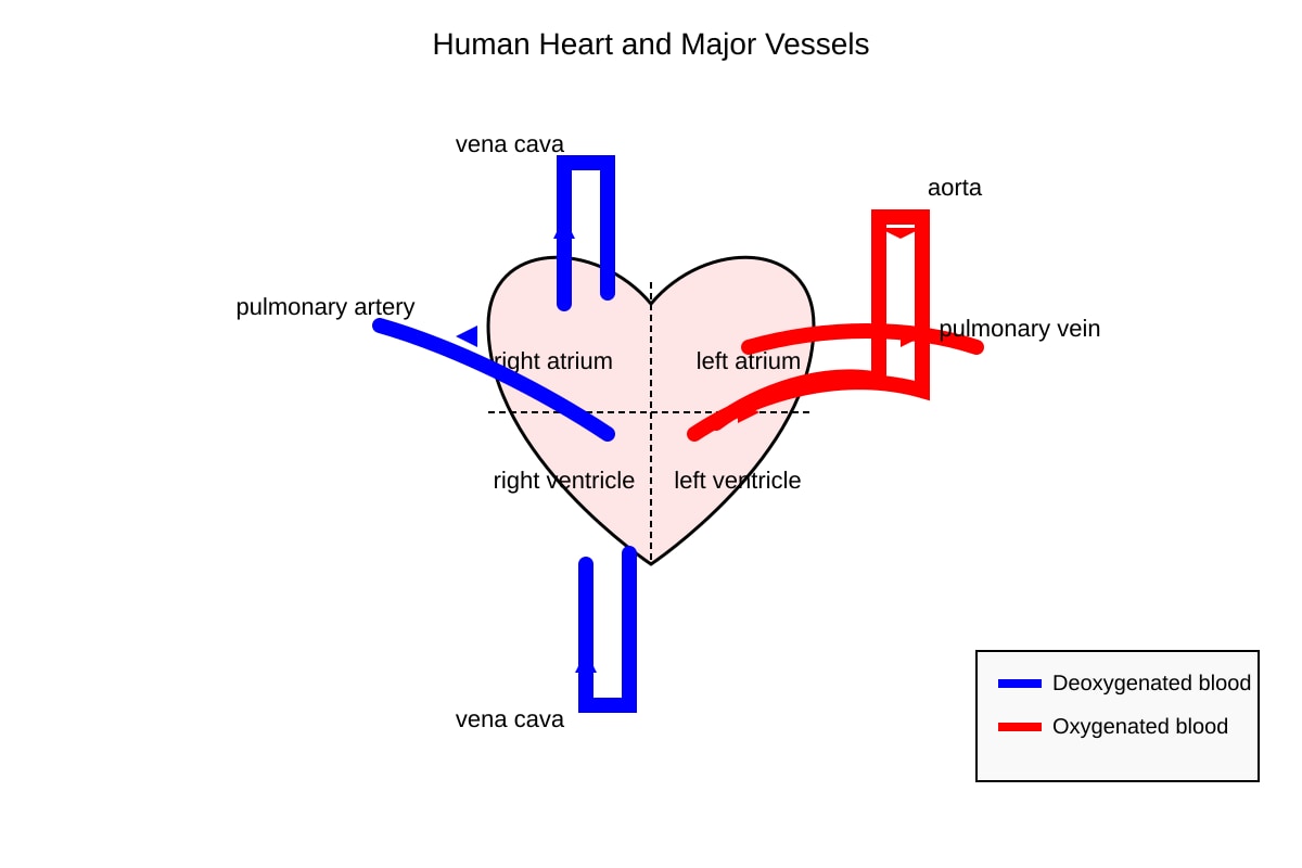 Diagram for Q11 (SEC2 Science)