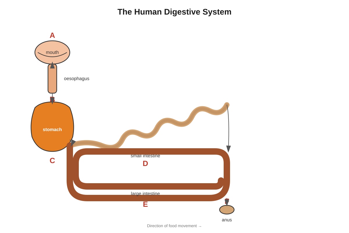 Diagram for Q13 (P4 Science)