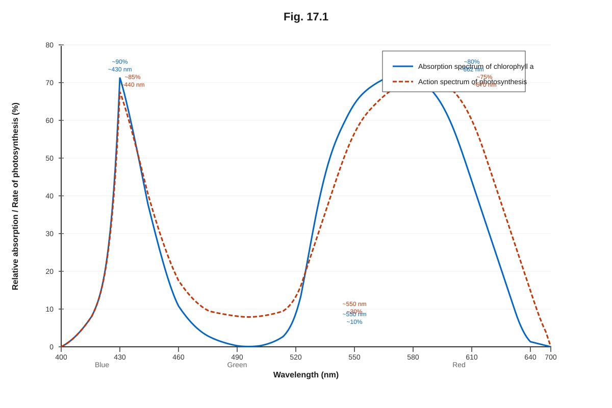 Graph for Q17 (ALEVEL Biology H2)