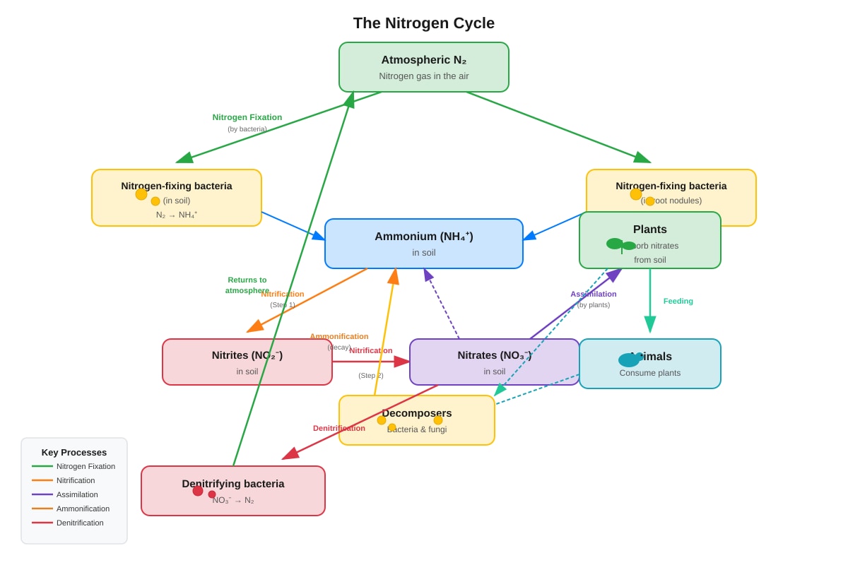 Diagram for Q10 (SEC3 Biology)