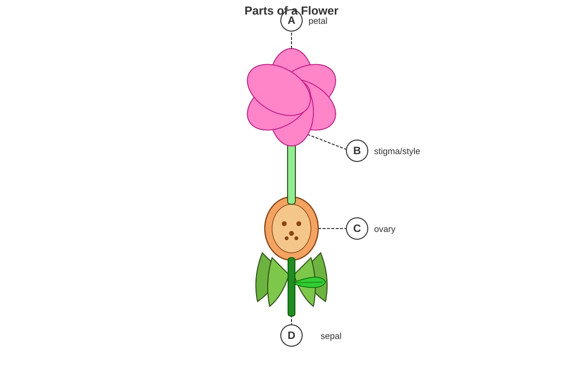 Diagram for Q8 (P4 Science)