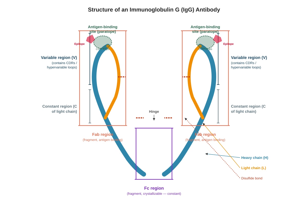 Diagram for placeholder 2 (ALEVEL Biology H3)