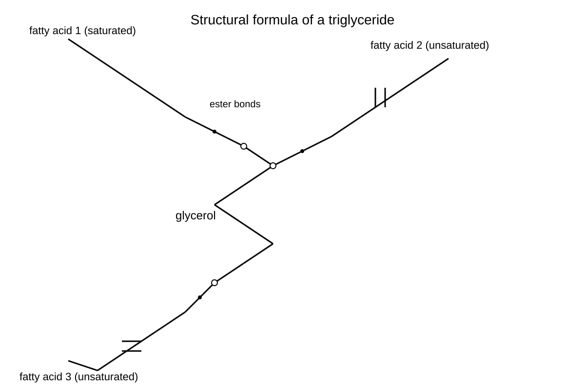 Diagram for Q14 (ALEVEL Biology H1)