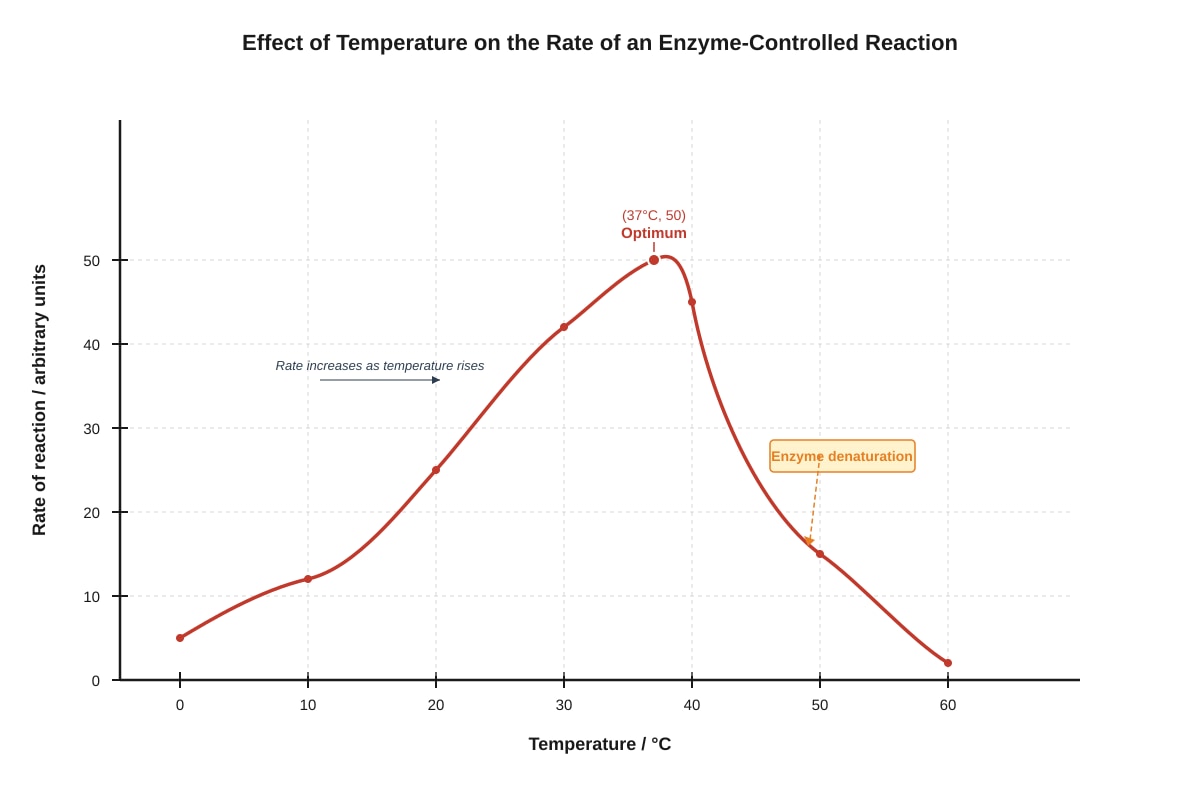 Graph for Q9 (SEC3 Biology)