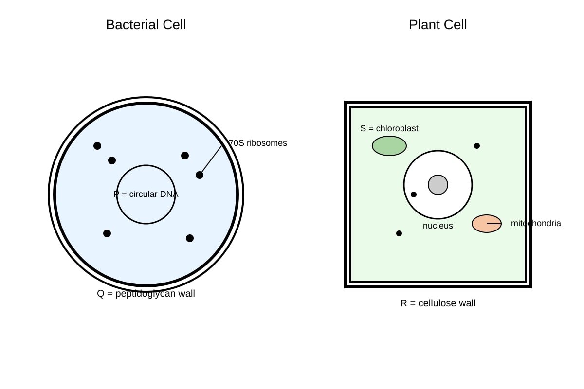 Diagram for Q11 (ALEVEL Biology H1)