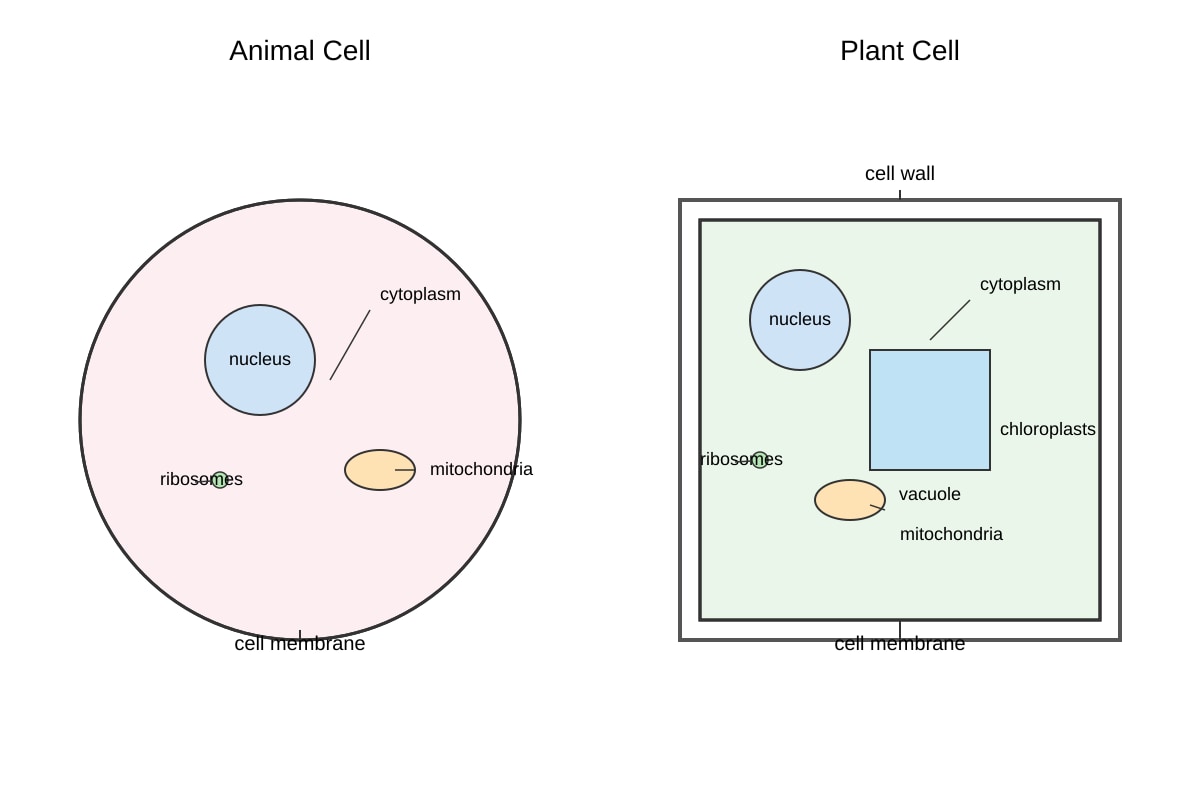 Diagram for Q11 (SEC4 Combined Sci Bio)
