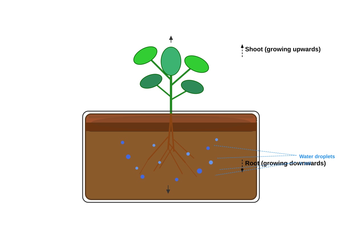 Diagram for Q20 (P6 Science)