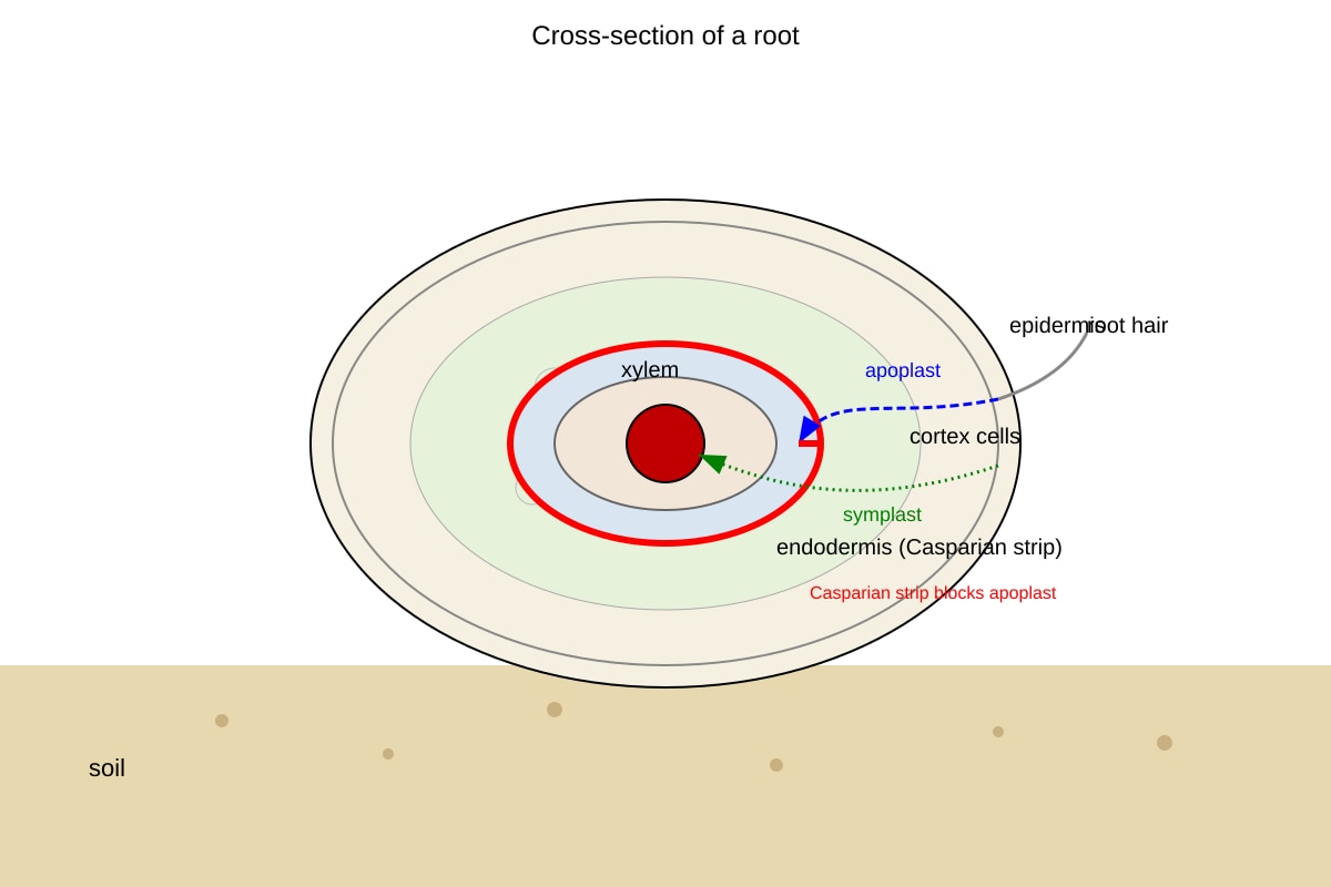 Diagram for Q9 (ALEVEL Biology H2)