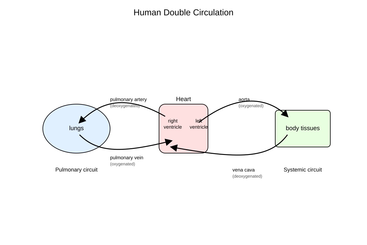 Diagram for Q8 (OLEVEL Biology)