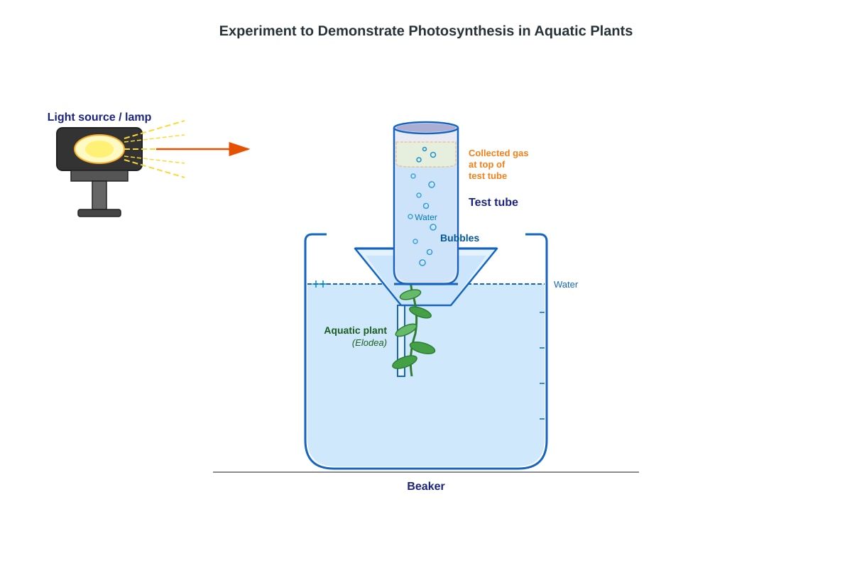 Experimental Setup for Q29 (P6 Science)