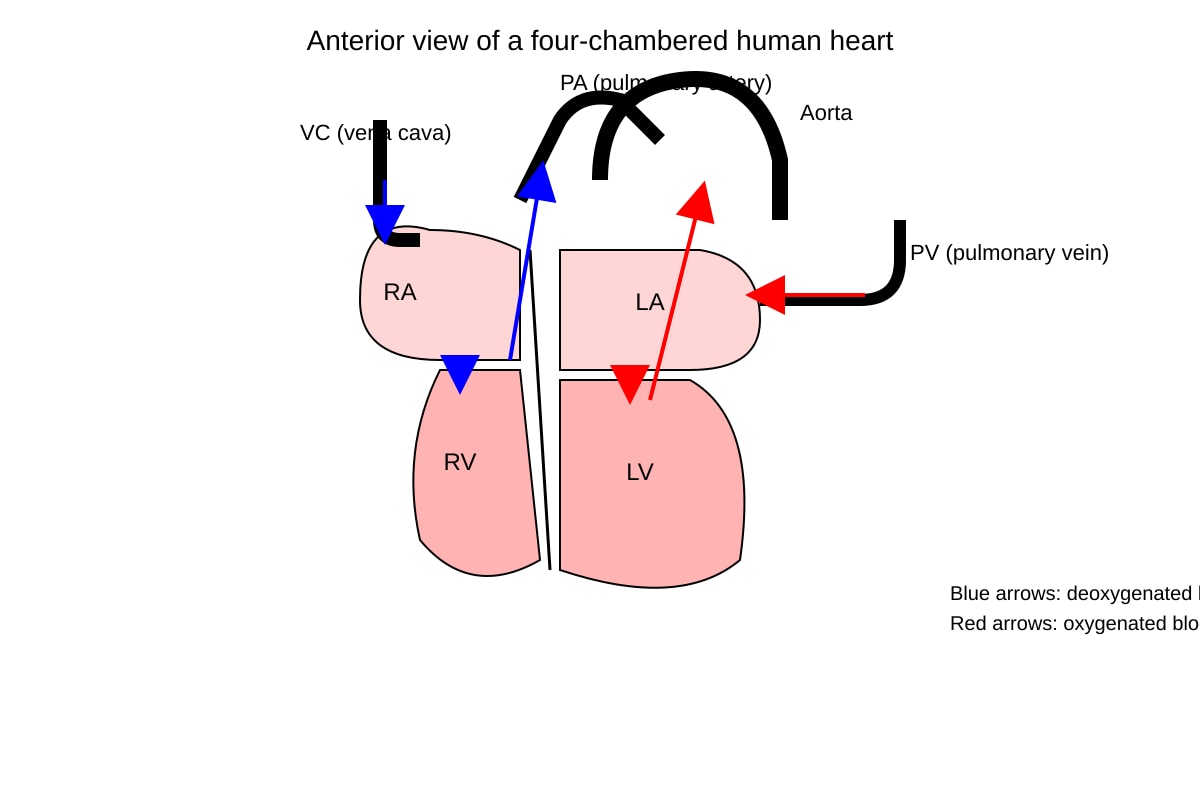 Diagram for Q7 (SEC4 Pure Biology)