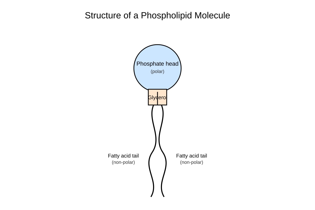 Diagram for Q12 (ALEVEL Biology H2)