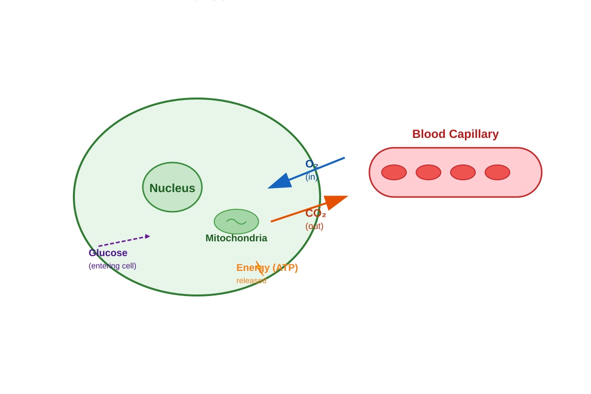 Diagram for Q30 (P6 Science)