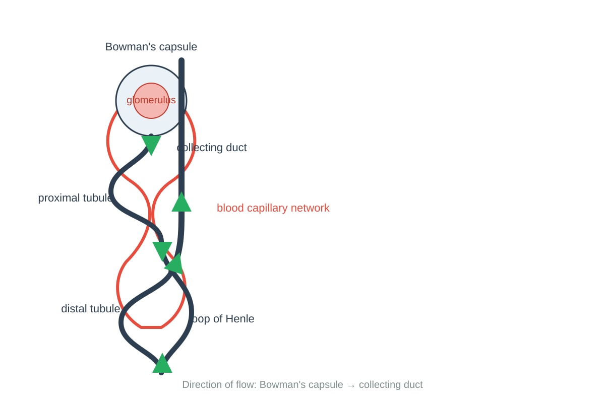 Diagram for Q20 (OLEVEL Biology)