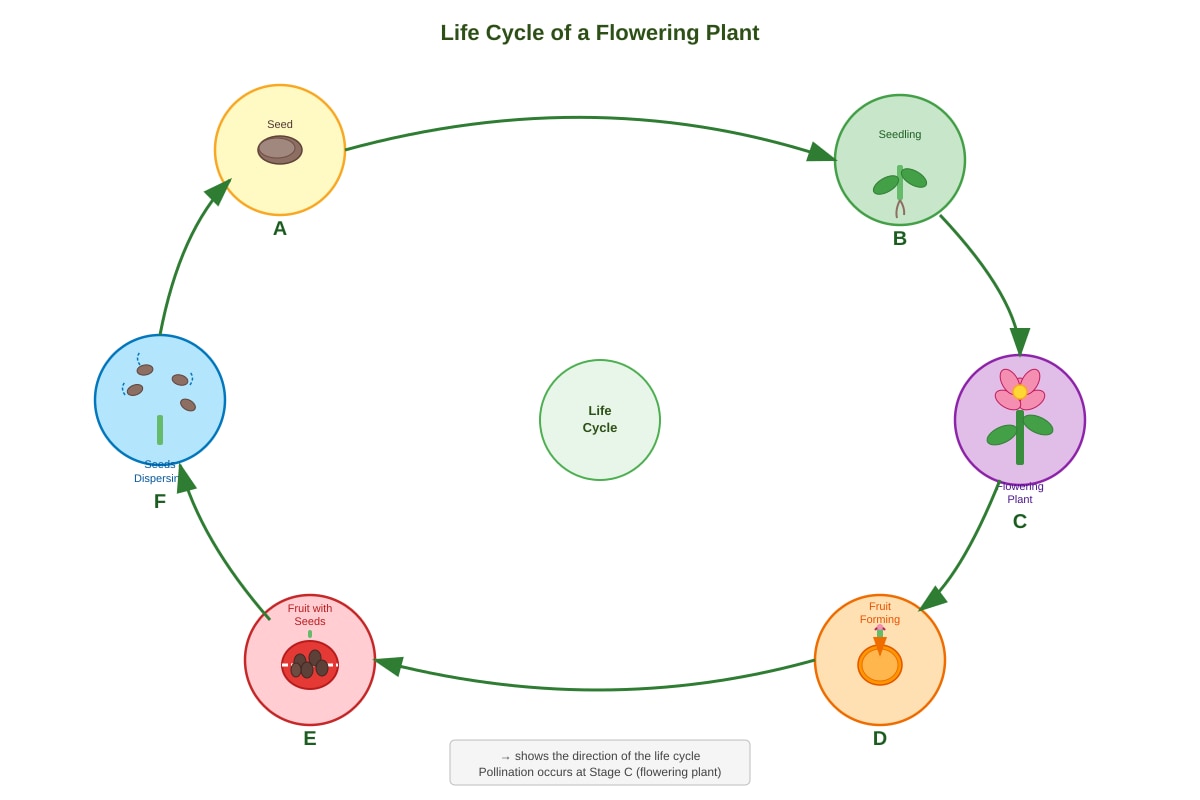 Diagram for Q8 (P3 Science)