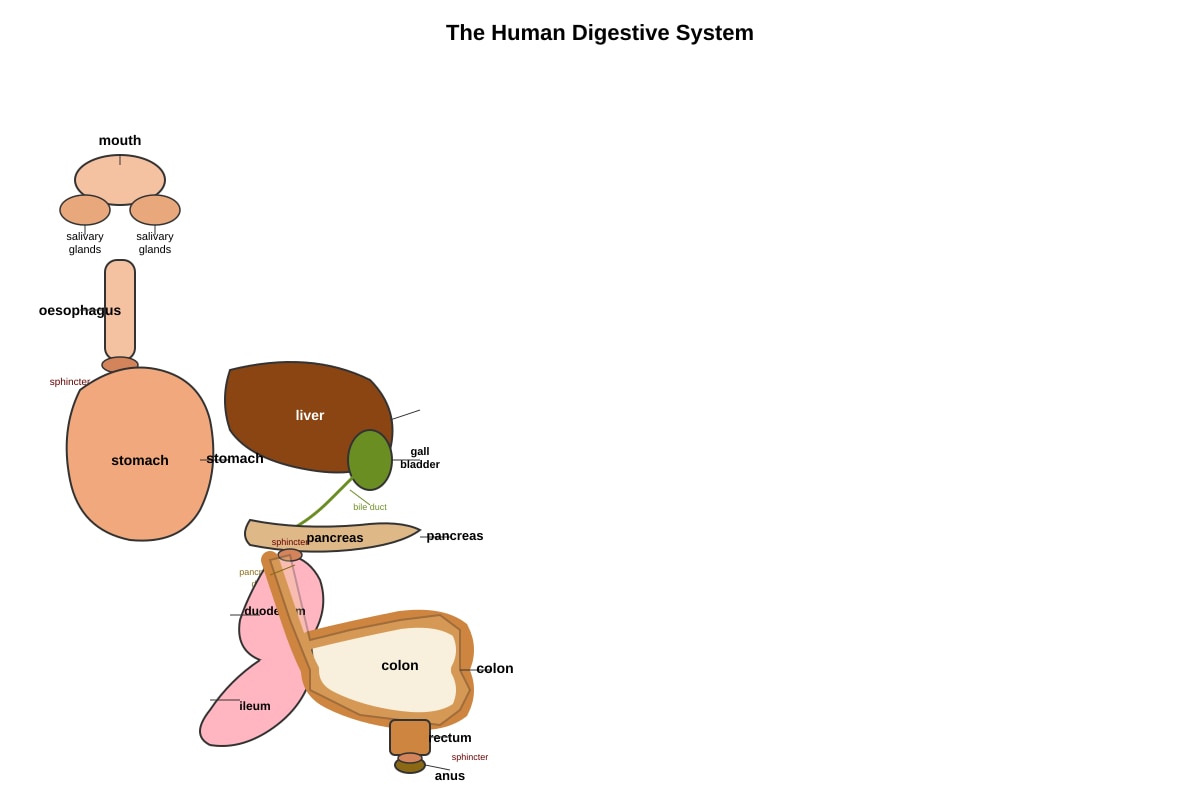 Diagram for Q18 (SEC1 Science)