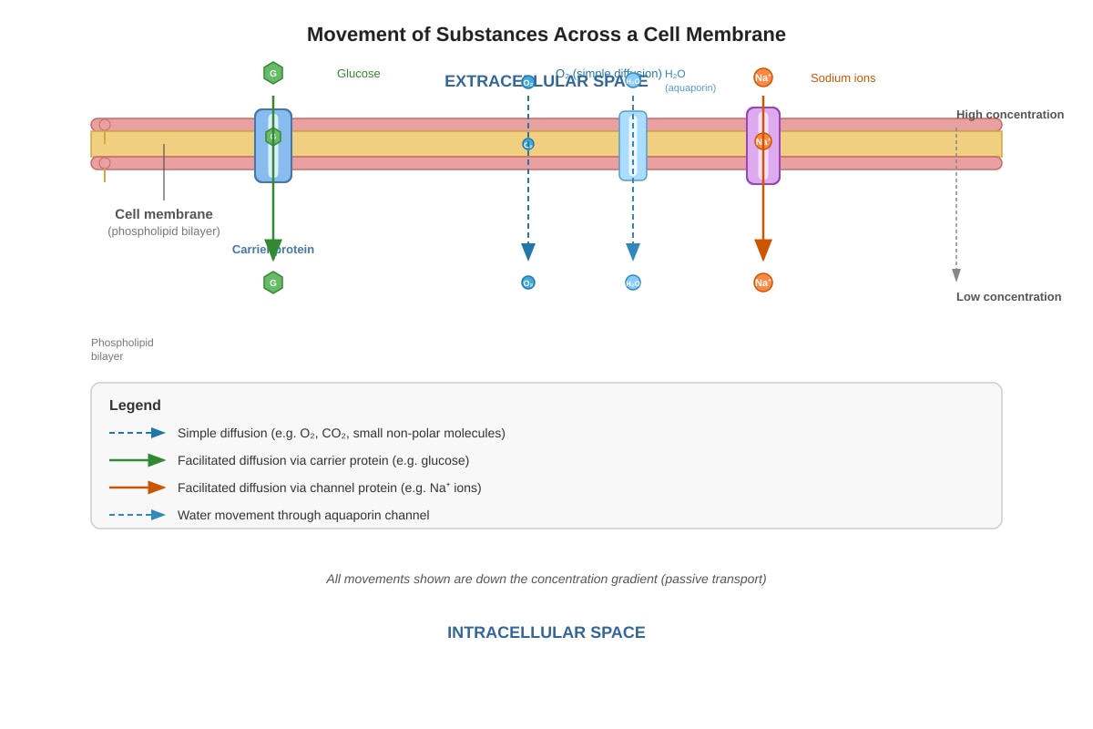 Diagram for placeholder 1 (ALEVEL Biology H1)