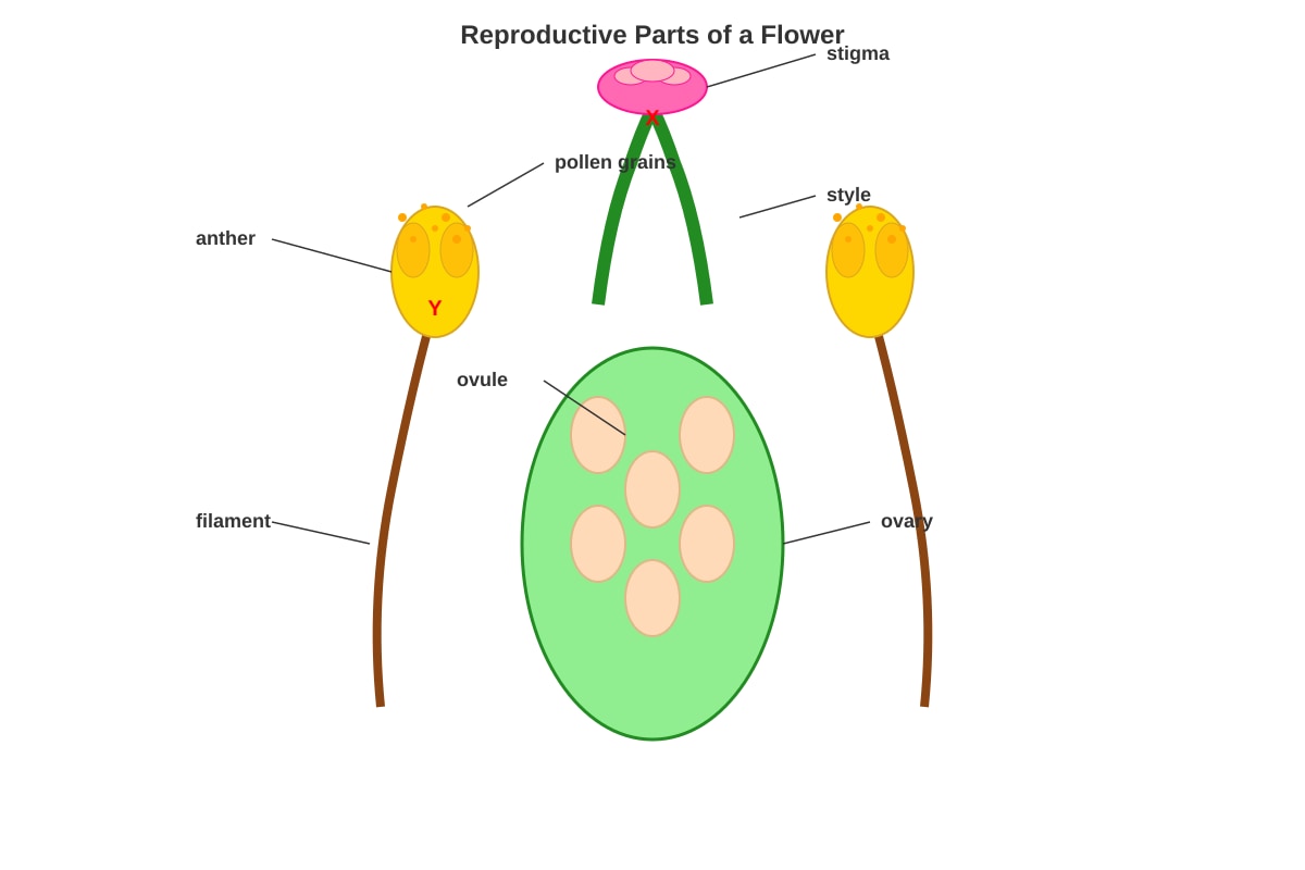 Diagram for Q29 (P5 Science)