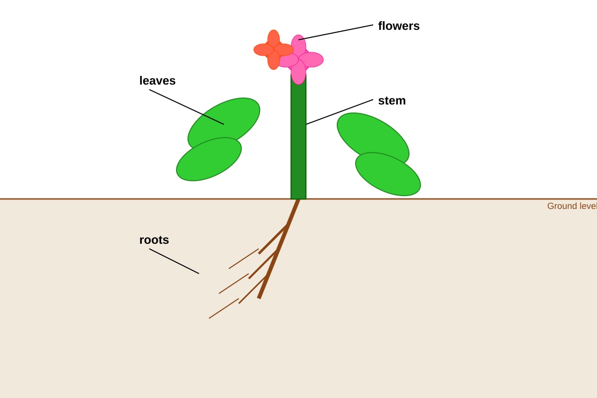 Diagram for Q3 (P4 Science)