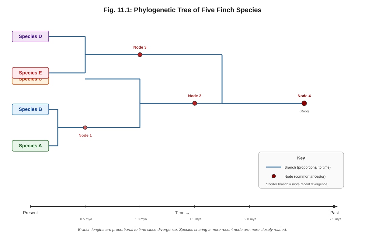 Diagram for Q11 (ALEVEL Biology H2)