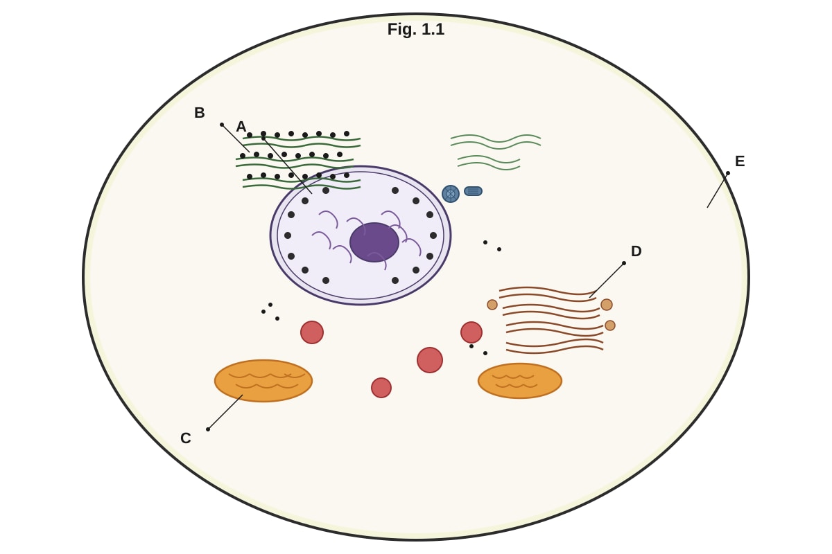 Diagram for Q1 (ALEVEL Biology H1)
