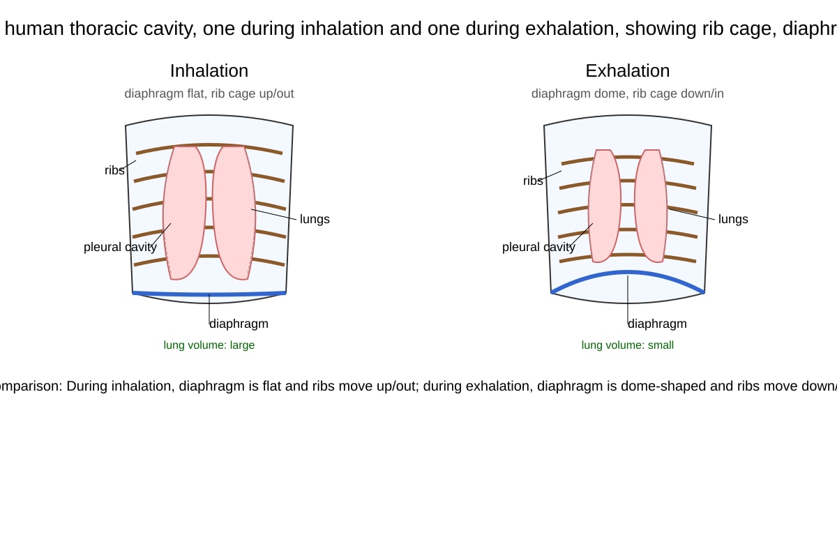 Diagram for Q19 (SEC4 Combined Sci Bio)