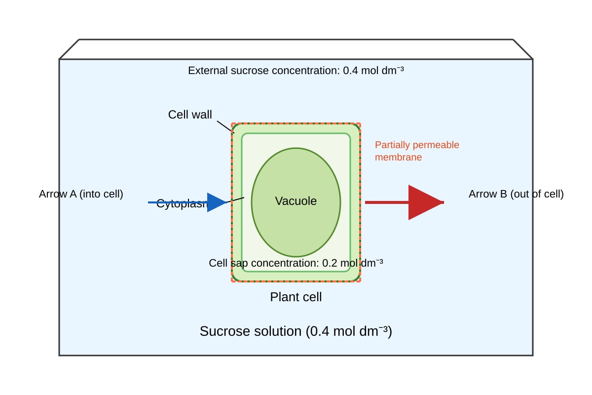 Experimental Setup for Q12 (ALEVEL Biology H2)
