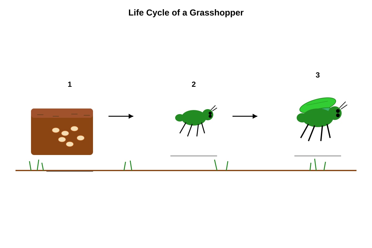 Diagram for Q11 (P4 Science)