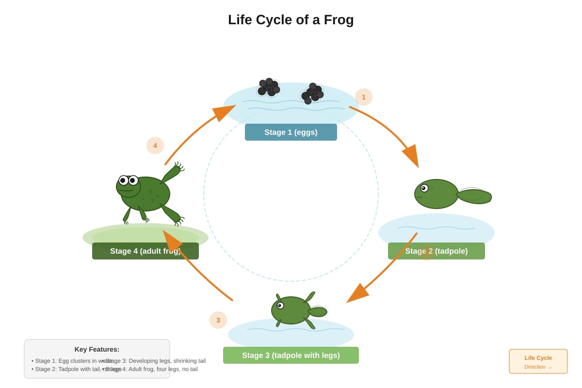 Diagram for Q4 (P3 Science)