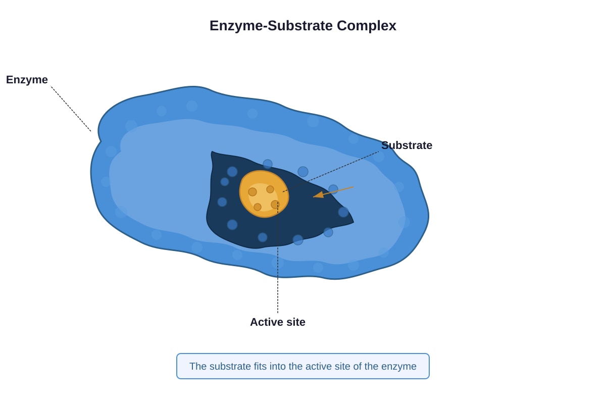 Diagram for placeholder 4 (OLEVEL Biology)