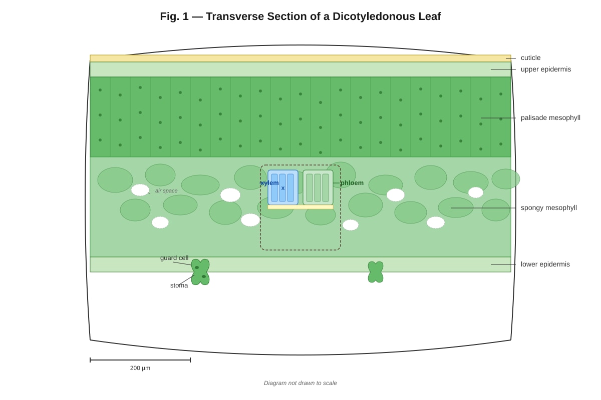 Diagram for Q7 (ALEVEL Biology H1)