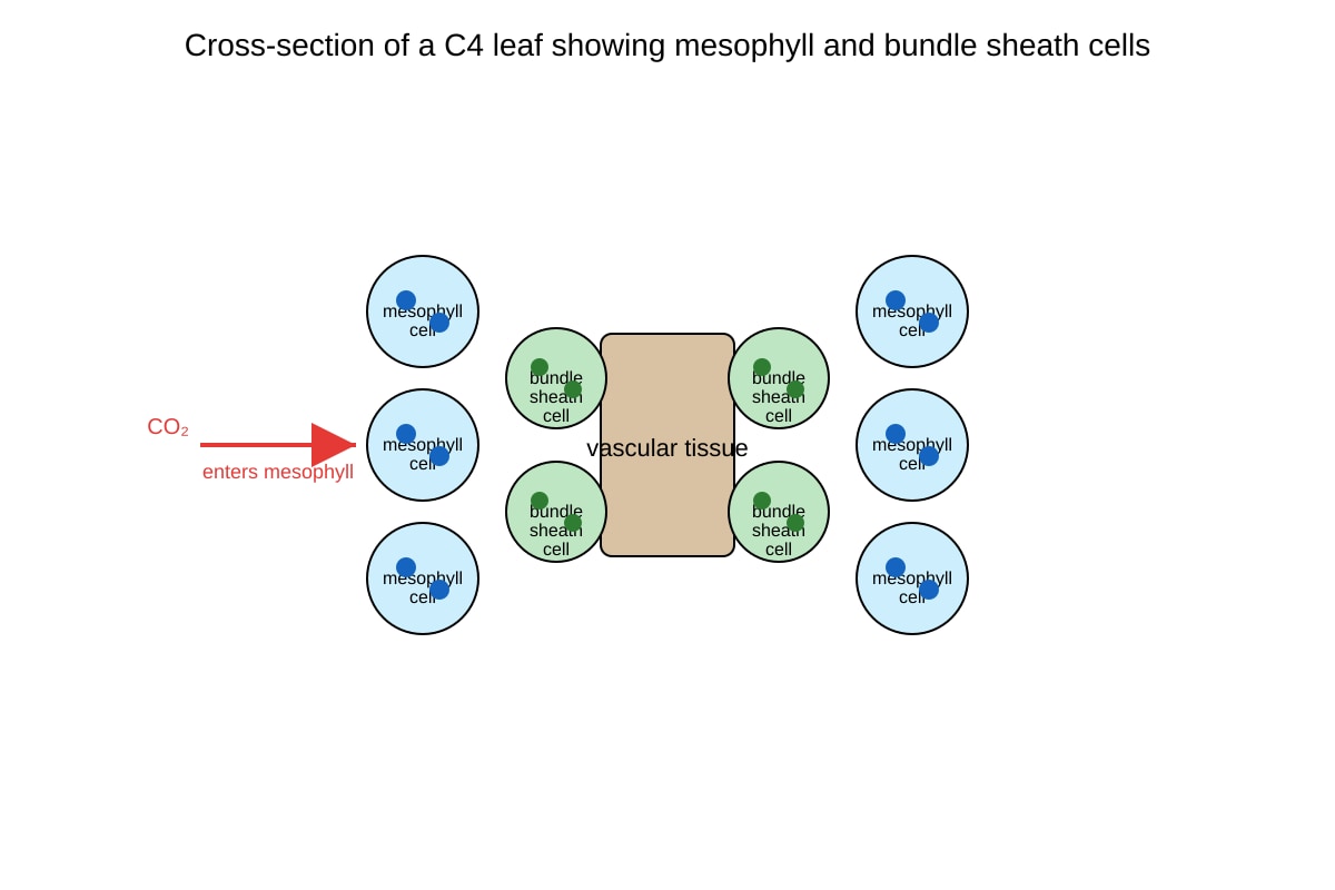 Diagram for Q12 (ALEVEL Biology H3)