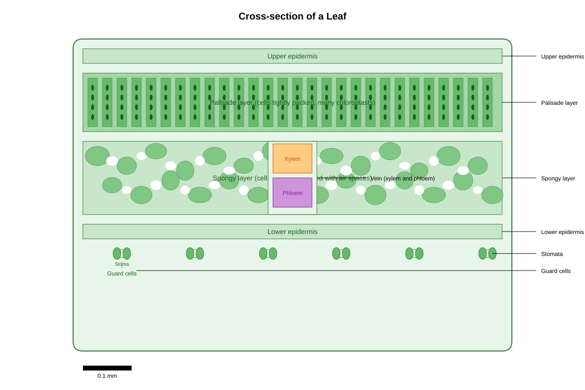 Diagram for Q27 (P6 Science)