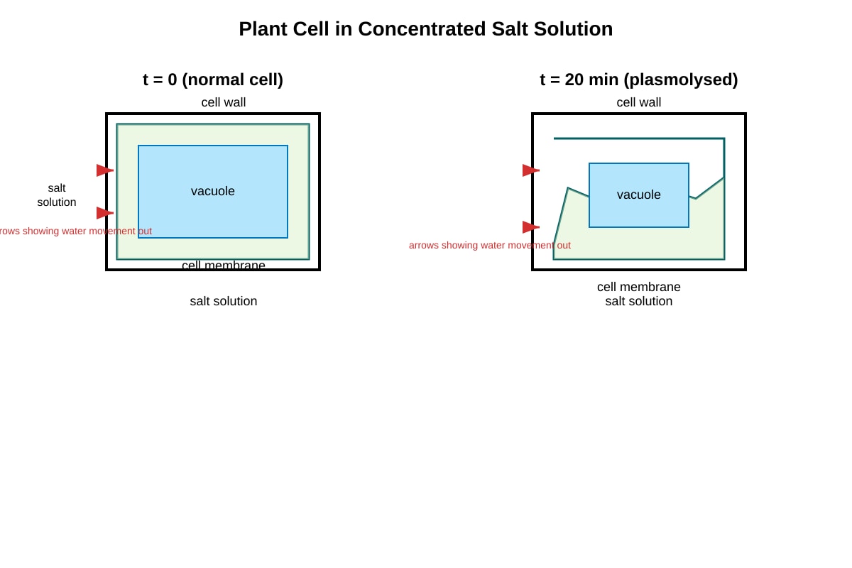 Diagram for Q19 (OLEVEL Biology)