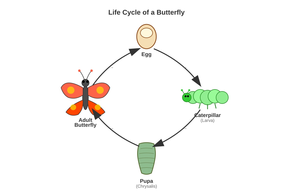 Diagram for Q7 (P4 Science)