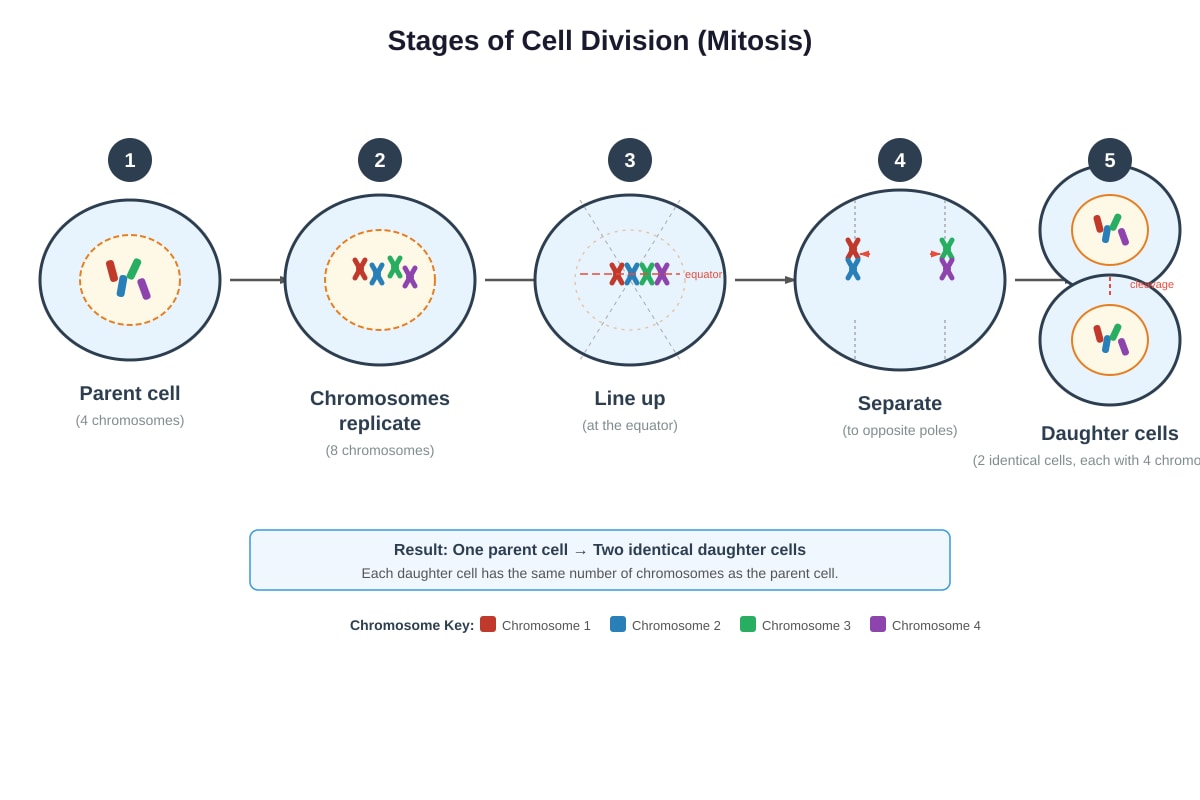Diagram for Q25 (P5 Science)