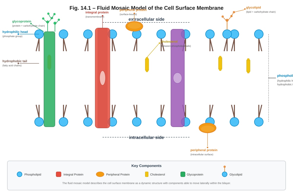 Diagram for Q14 (ALEVEL Biology H2)