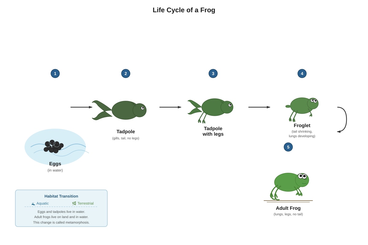 Diagram for Q27 (P4 Science)